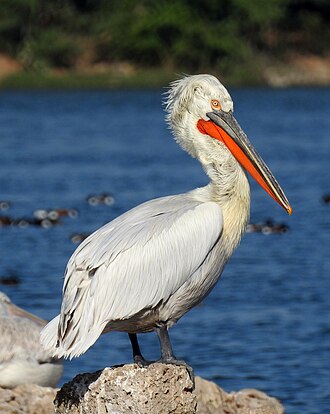 Dalmatian pelican on Skadar Lake, Montenegro, rare breeding colony